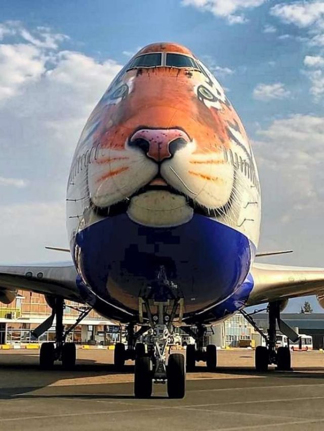 Cheetah Coming From Abroad In India, Narendra Modi Birthday