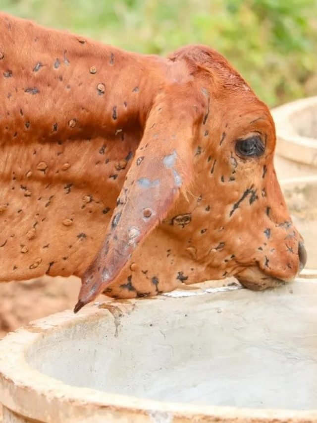 Lumpy virus spreading rapidly in the country